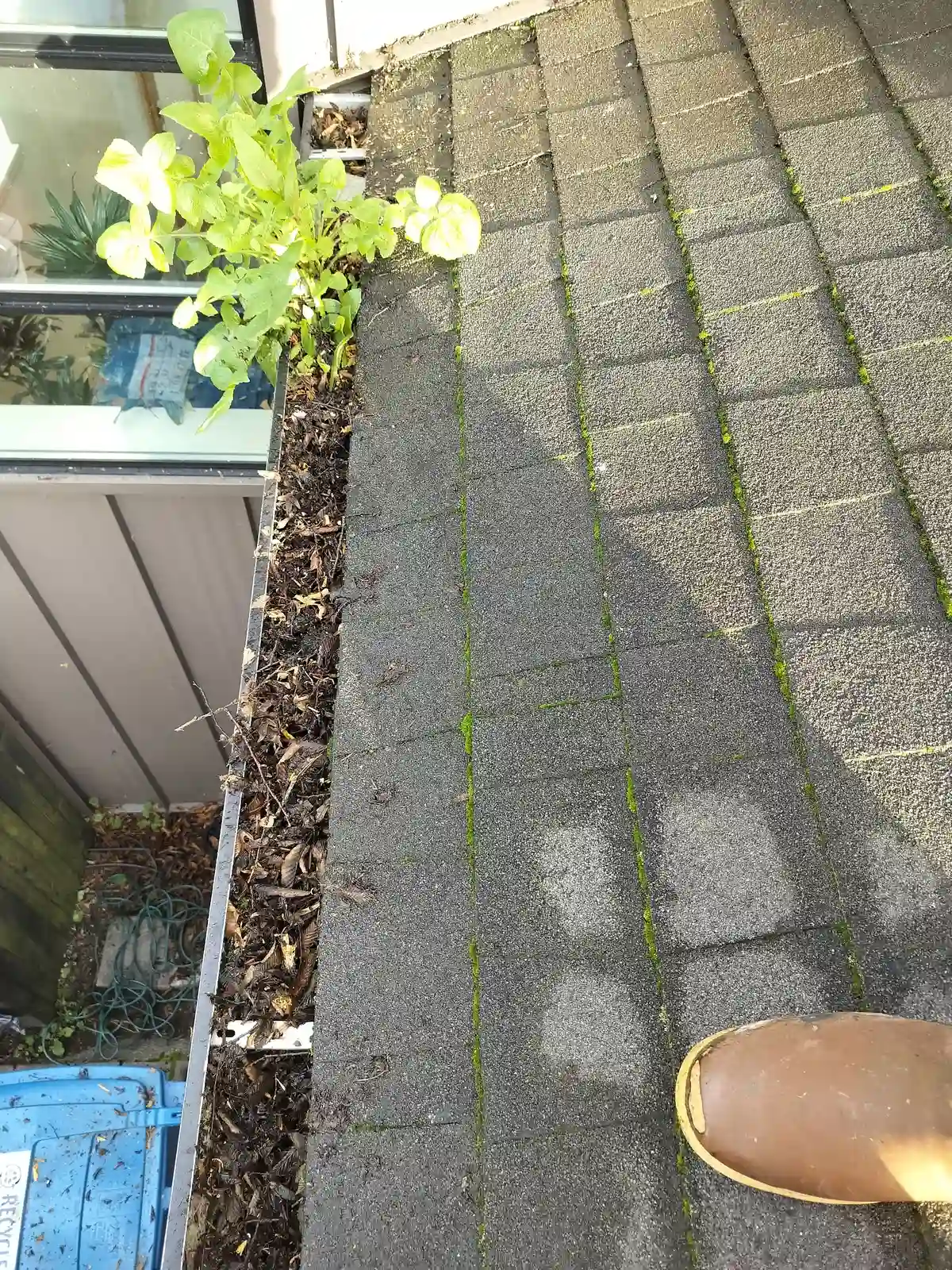 A gutter filled with debris with a healthy weed growing out of it