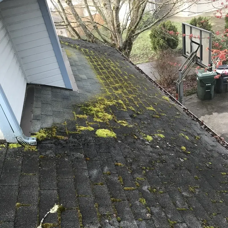 A roof with a bad moss infestation