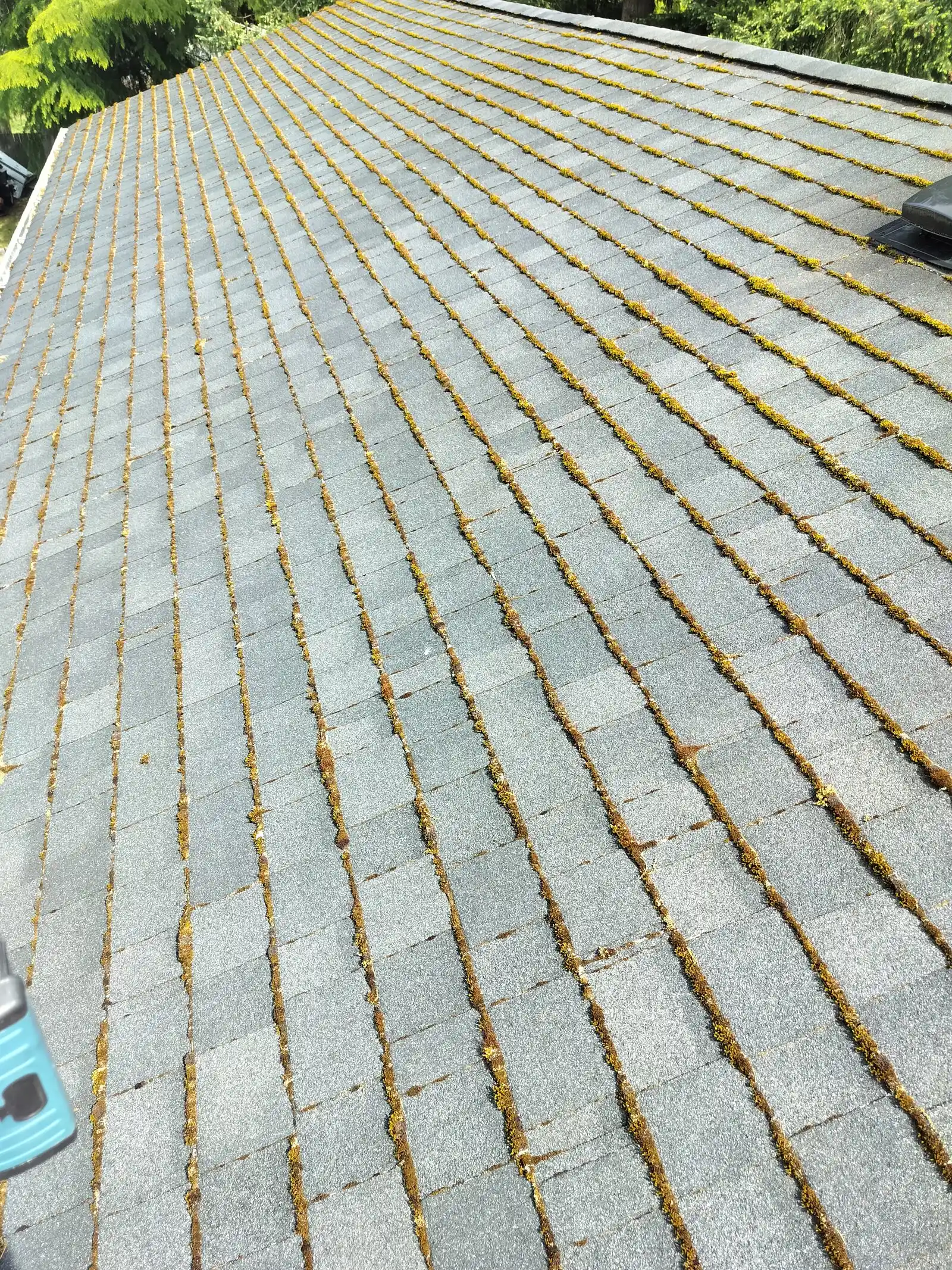 A mossy roof in need of cleaning