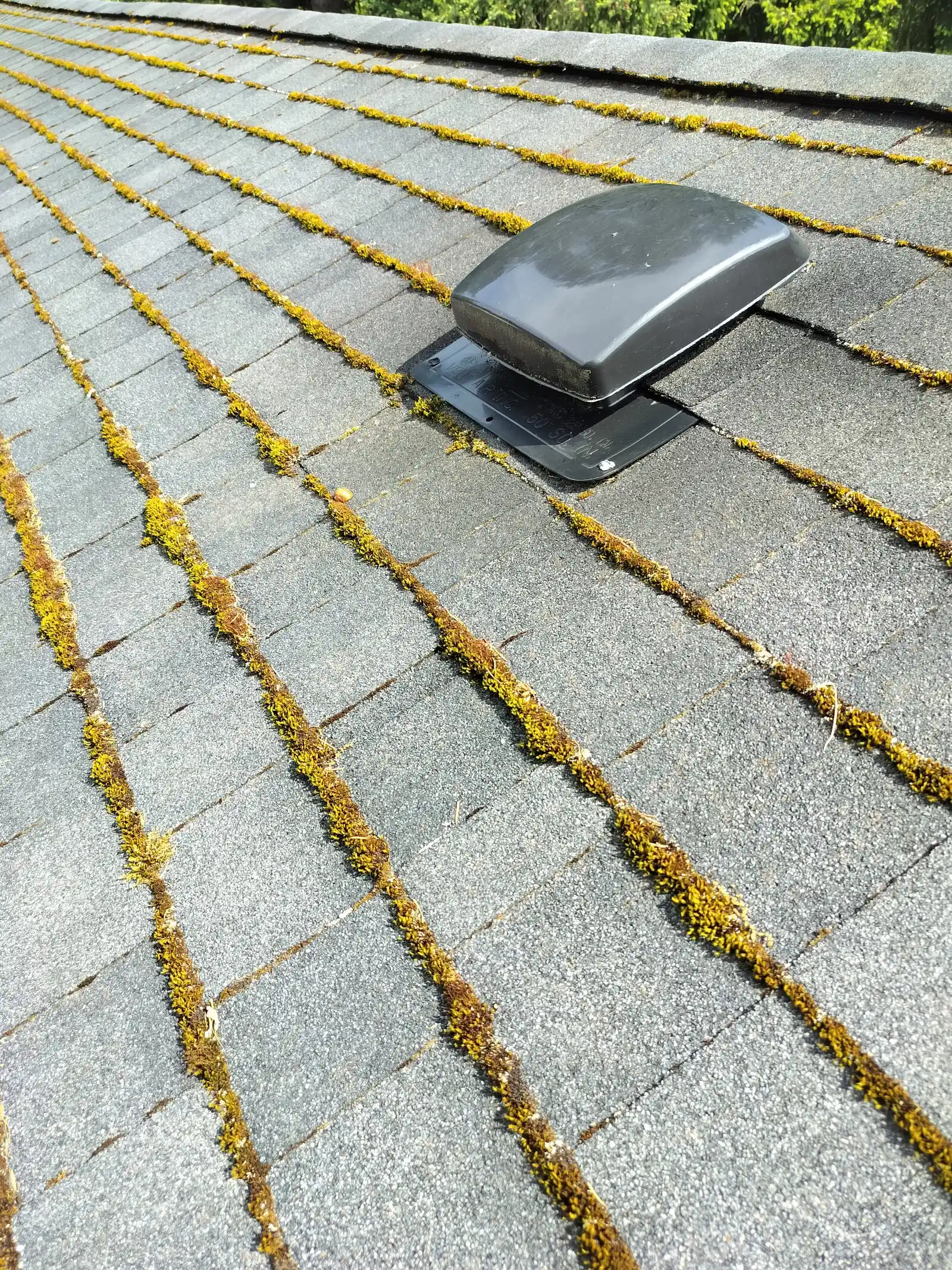 A mossy roof in need of cleaning