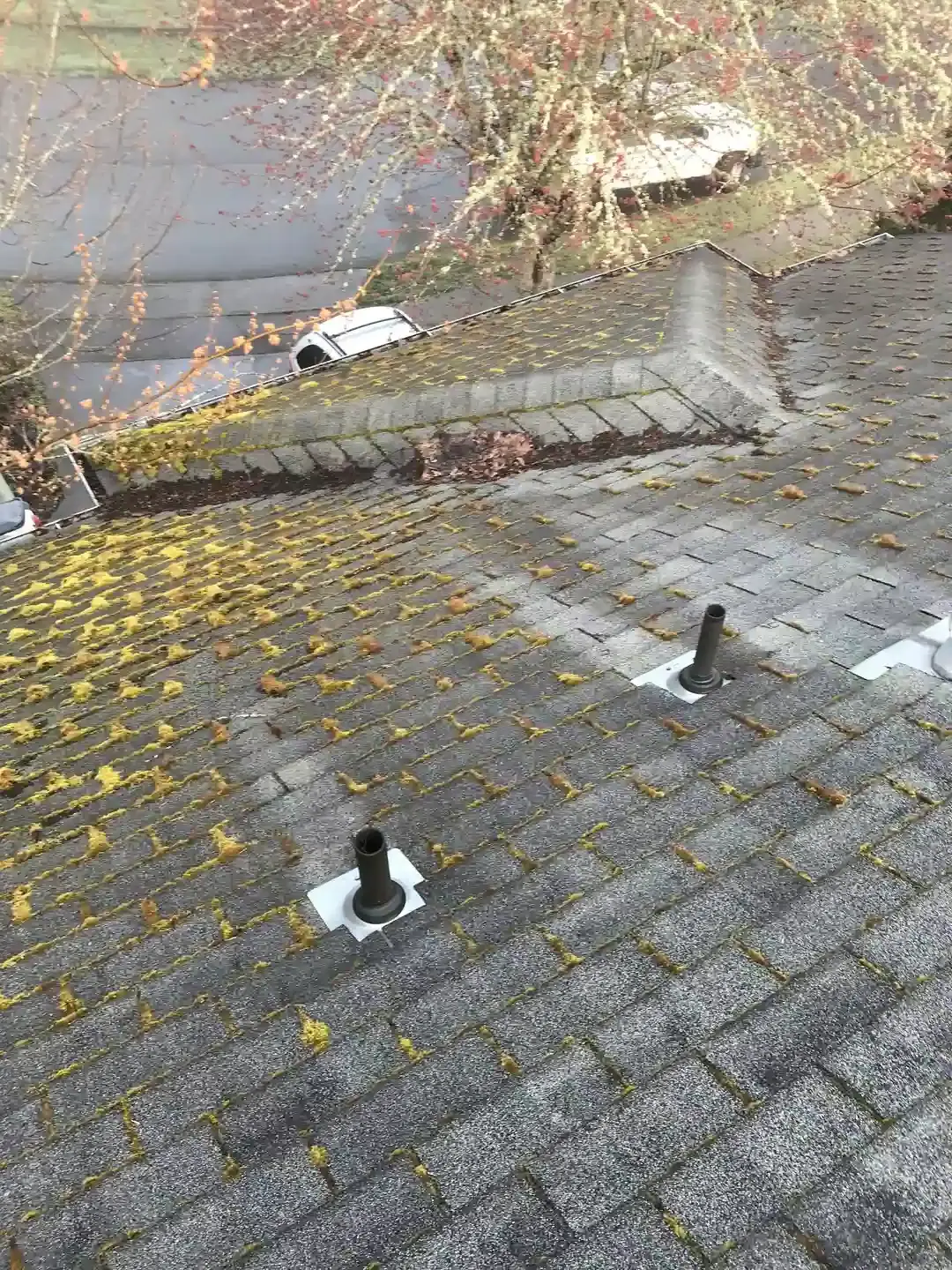 A mossy roof in need of cleaning